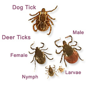 ticks