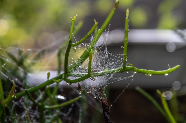 spiders