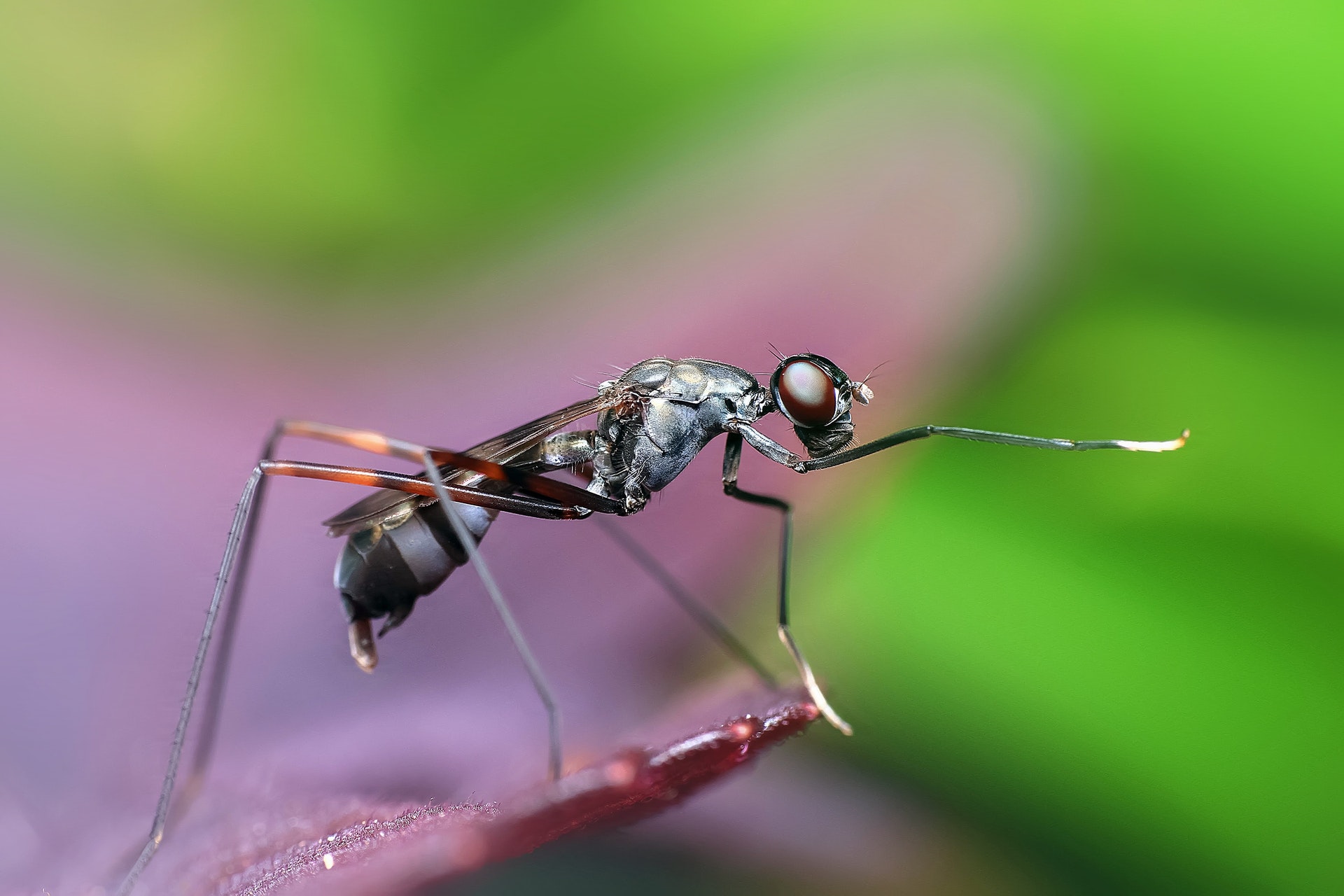 ants