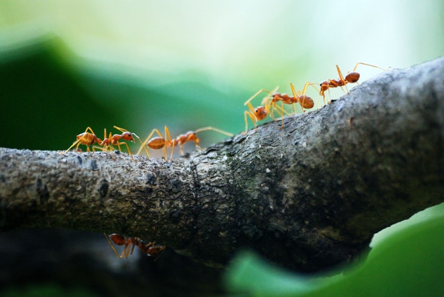 termita